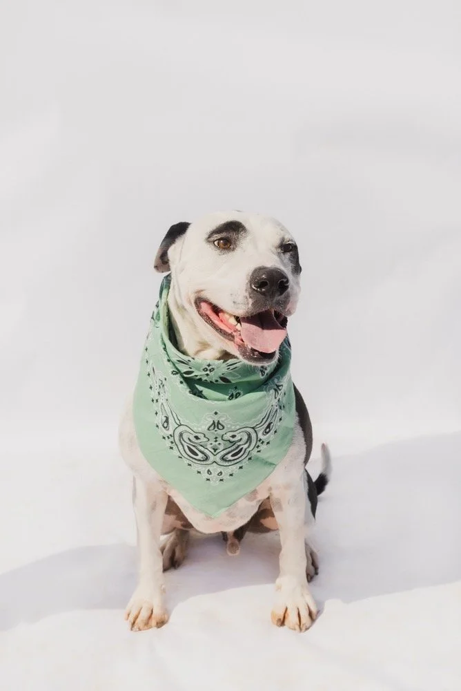Petey
Male/Neutered
4 years, 2 months old