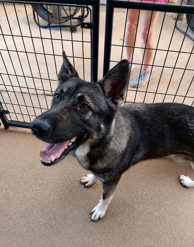 Maui 
Male/Neutered 
1 year 8 months old