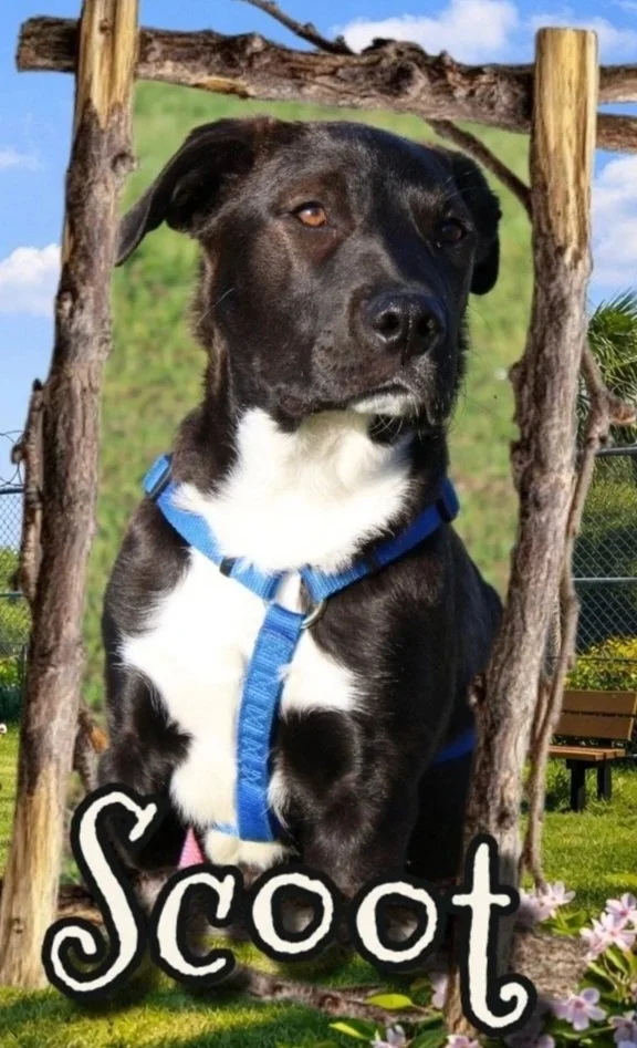 Scoot
Male/Neutered 
9 months old 