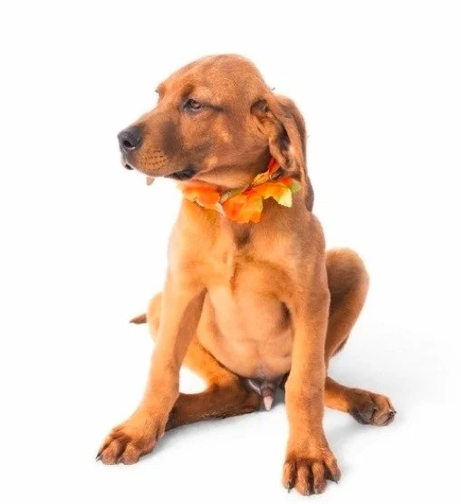 Hank
Male/Neutered
6 months old