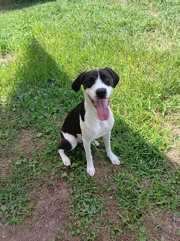 Willow 
Female/Spayed 
7 months old
