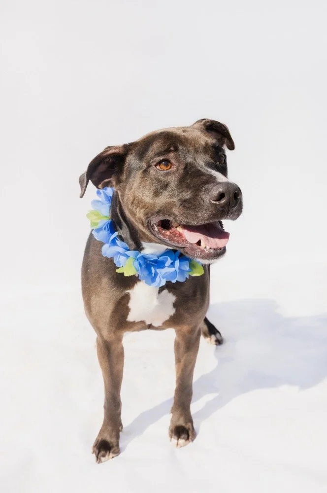 Dude
Male/Neutered
5 years old