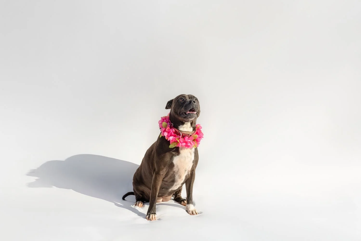 JoJo
Female/Spayed
3 years, 2 months