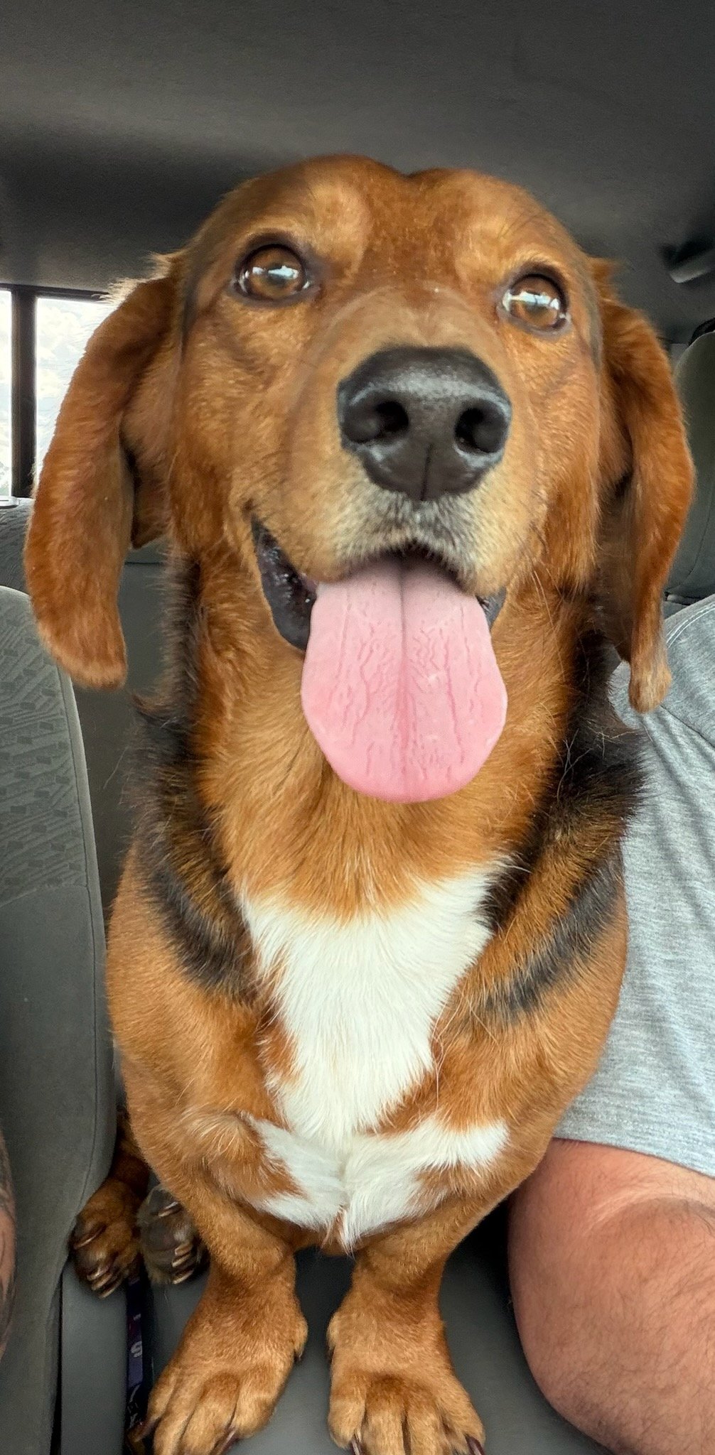 George 
2 years old
Male/Neutered