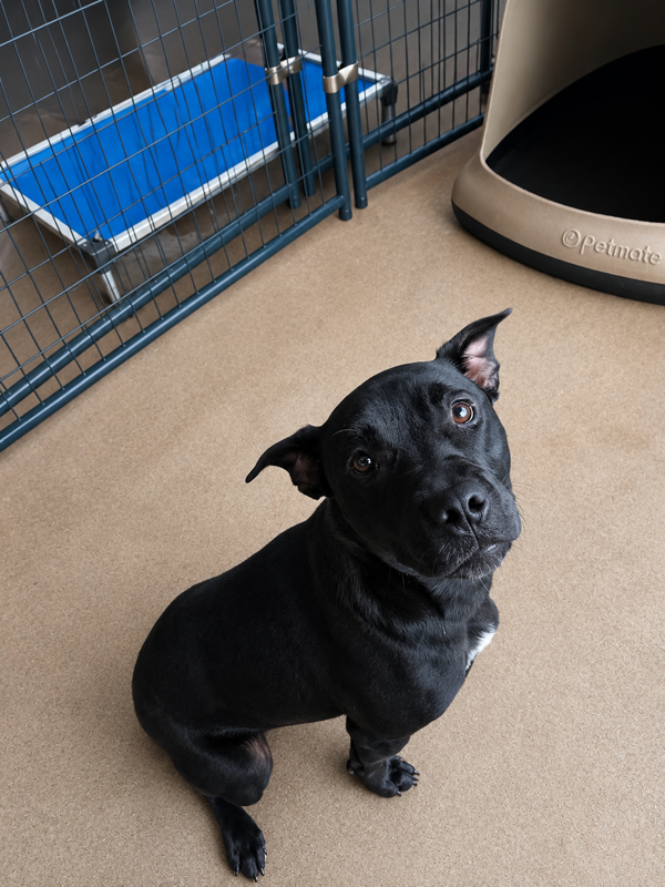 Bella Anne
Female/Spayed 
2 years, 5 months old