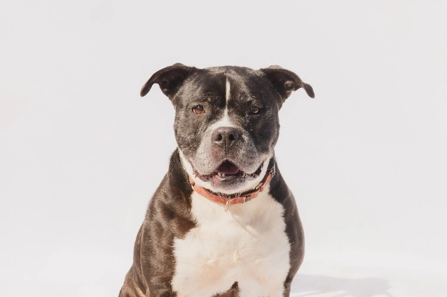 Queen 
Female/Spayed
5 years, 9 months old