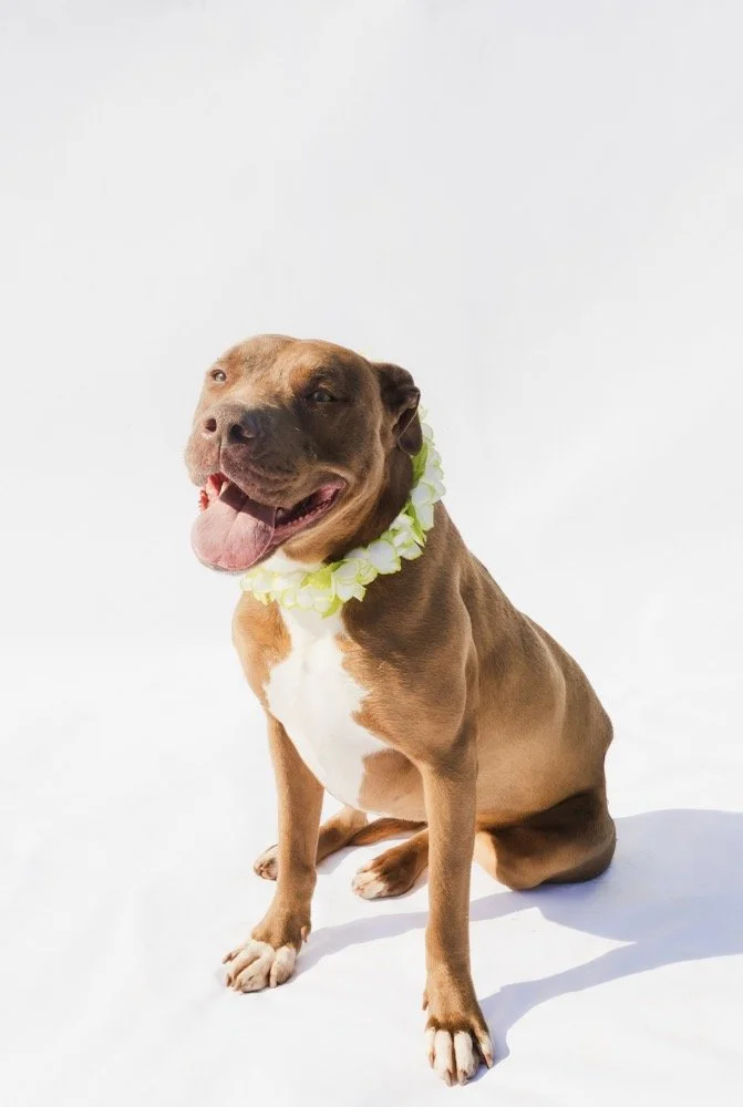 Chloe
Female/Spayed
3 years, 2 months