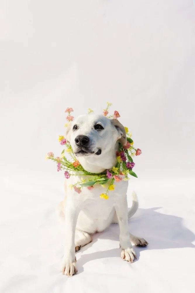 Shine
Female/Spayed
7 years old