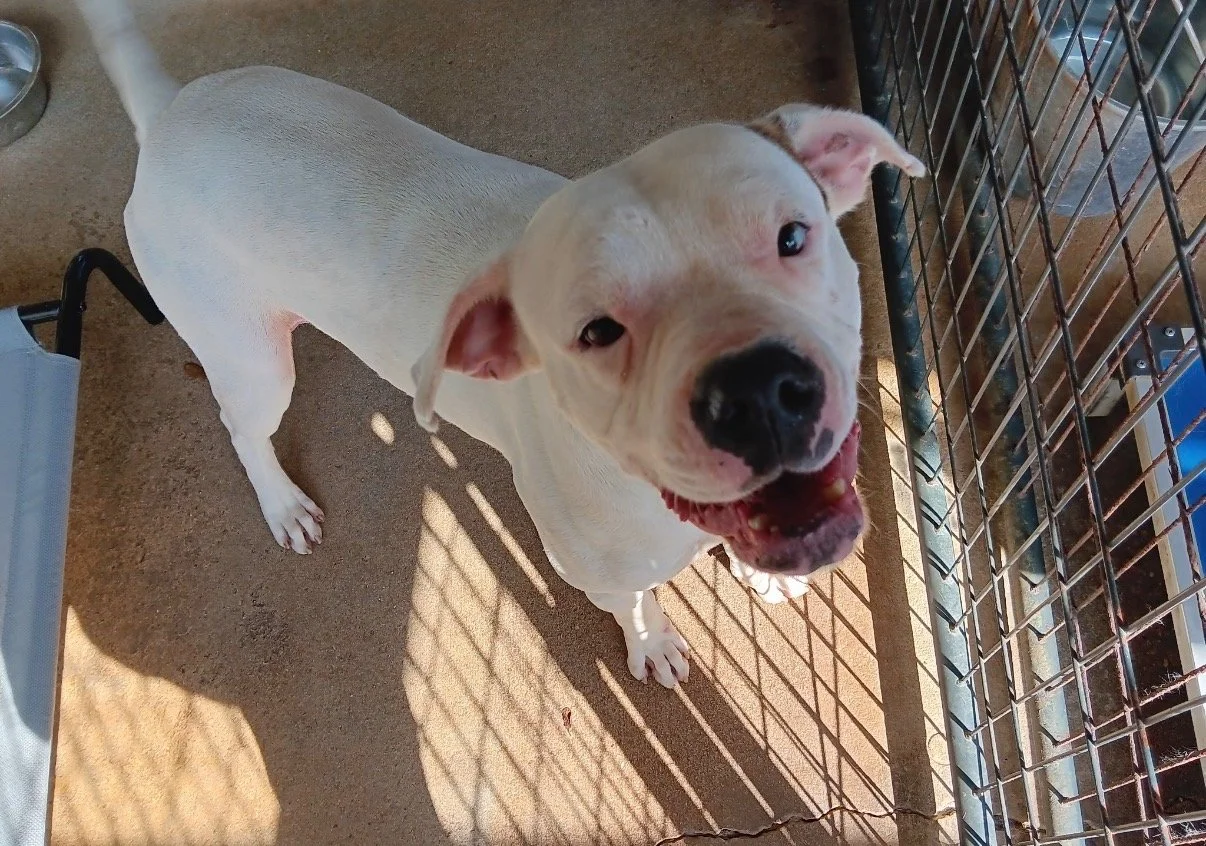 Polar
Male/Neutered
2 years, 7 months old
