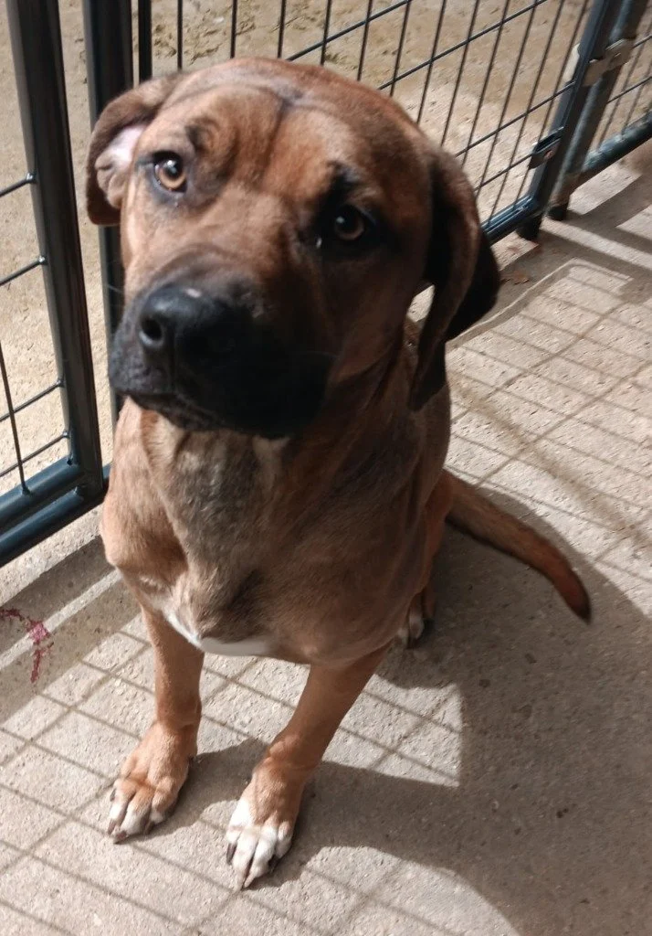 Cupcake
Female/Spayed 
1 year, 11 months
