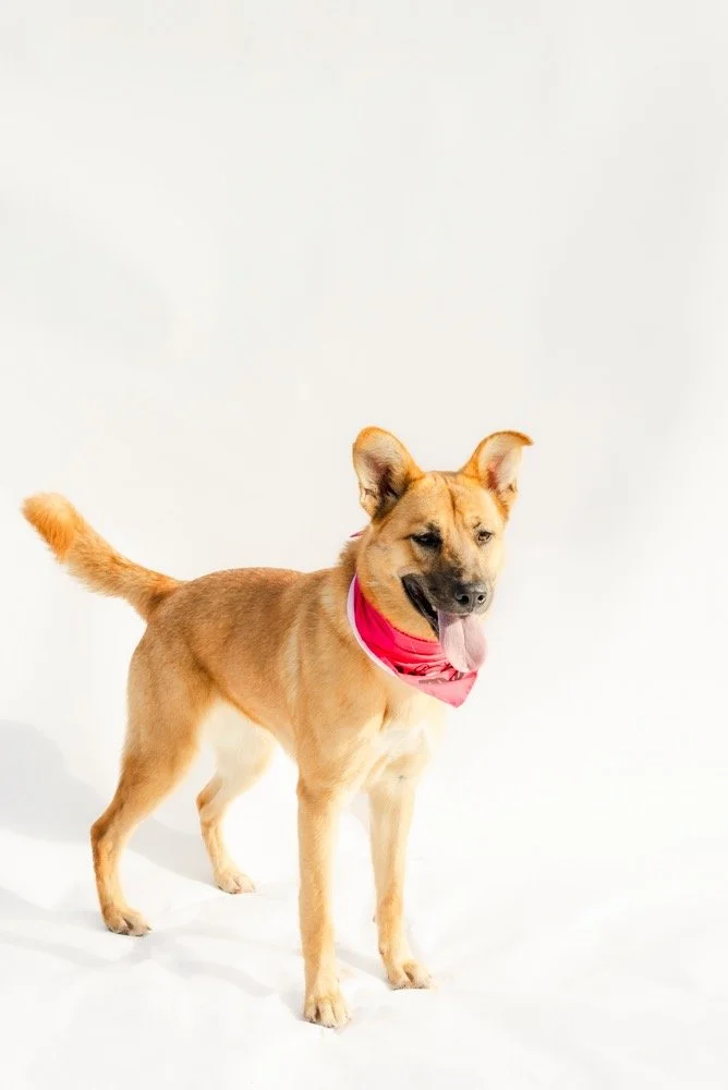 Luna
Female/ Spayed
1 y/o