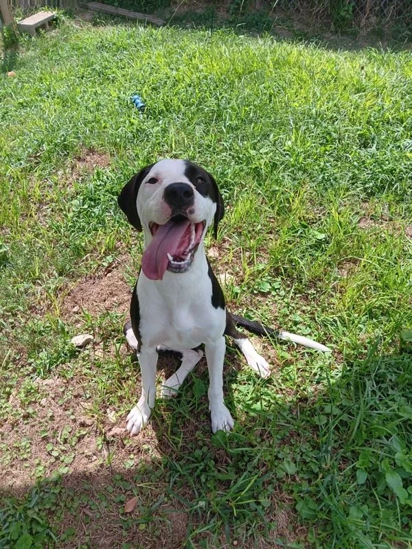 Nova 
Female/Spayed 
7 months old
