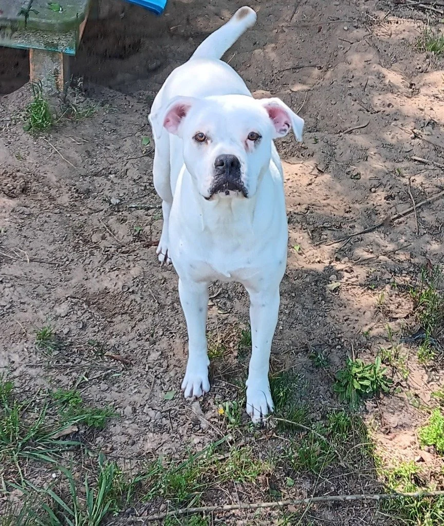 Sky
Female/Spayed 
1 year 5 months old
