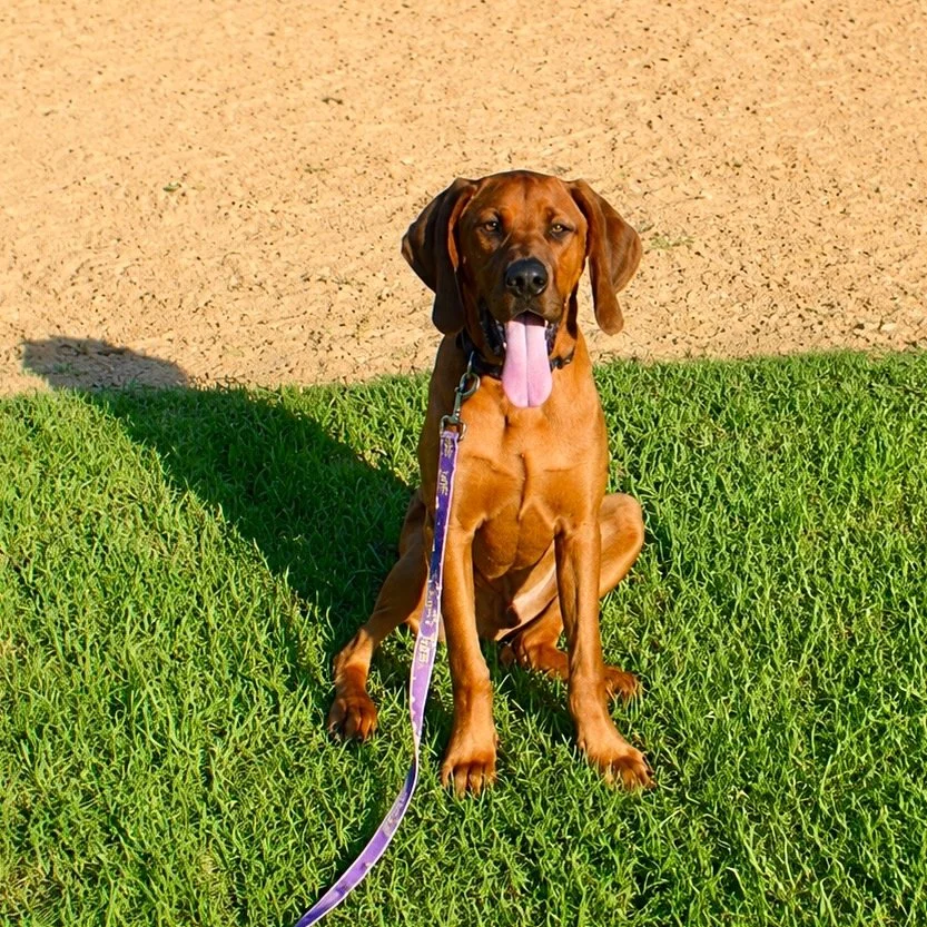 Hank
Male/Neutered 
7 months old