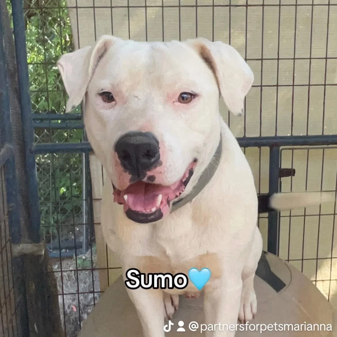 Sumo
Male/Neutered
6 years old