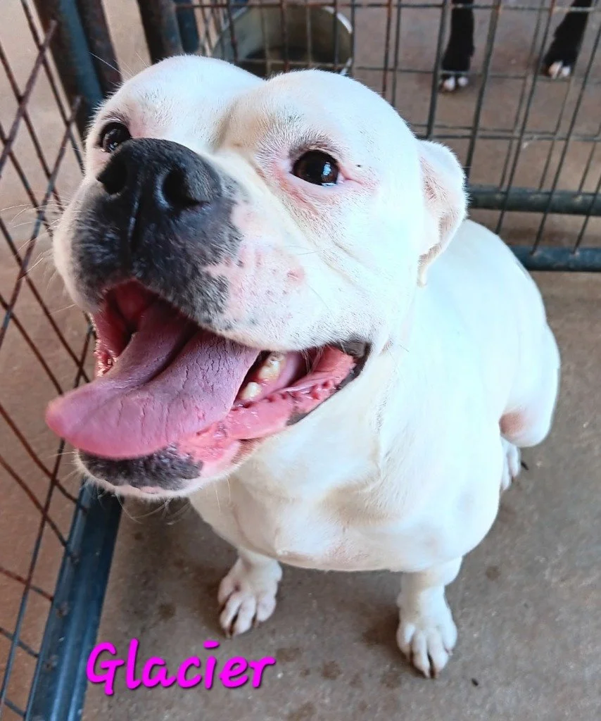 Glacier
Female/Spayed
2 years, 7 months old