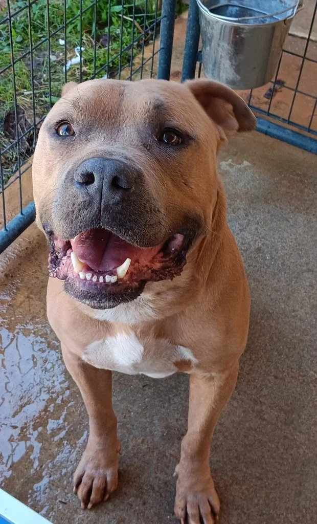 Chunk
Male/ Neutered
4 years, 2 months old