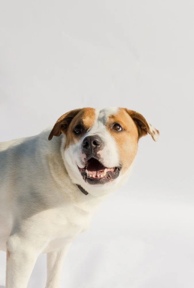 Compass
Male/Neutered 
3 years, 5 months old