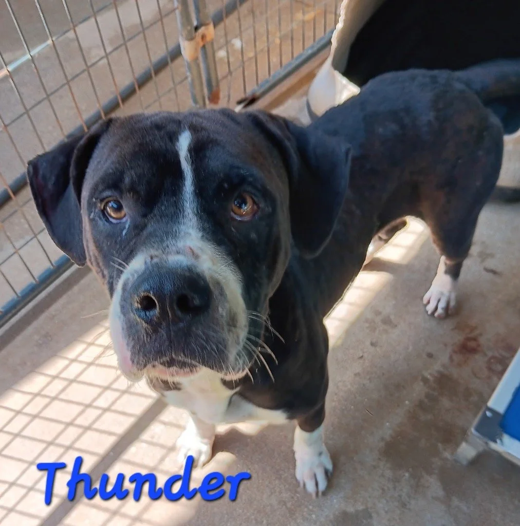 Thunder
Male/Neutered 
2 years, 7 months old