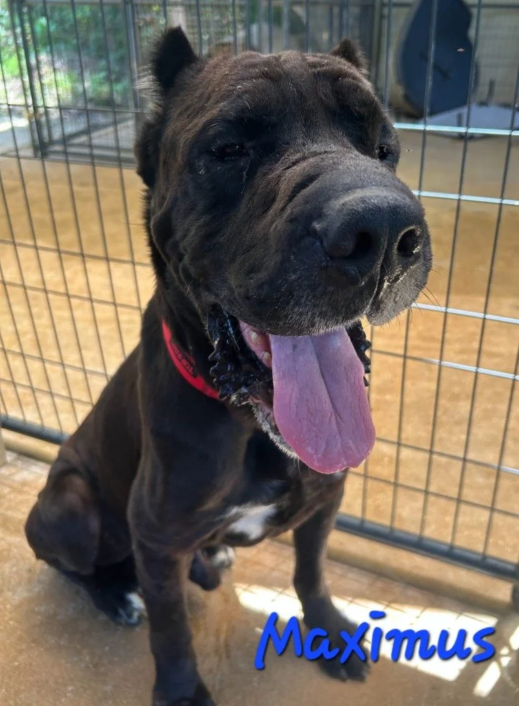 Maximus
Male 
10 years old