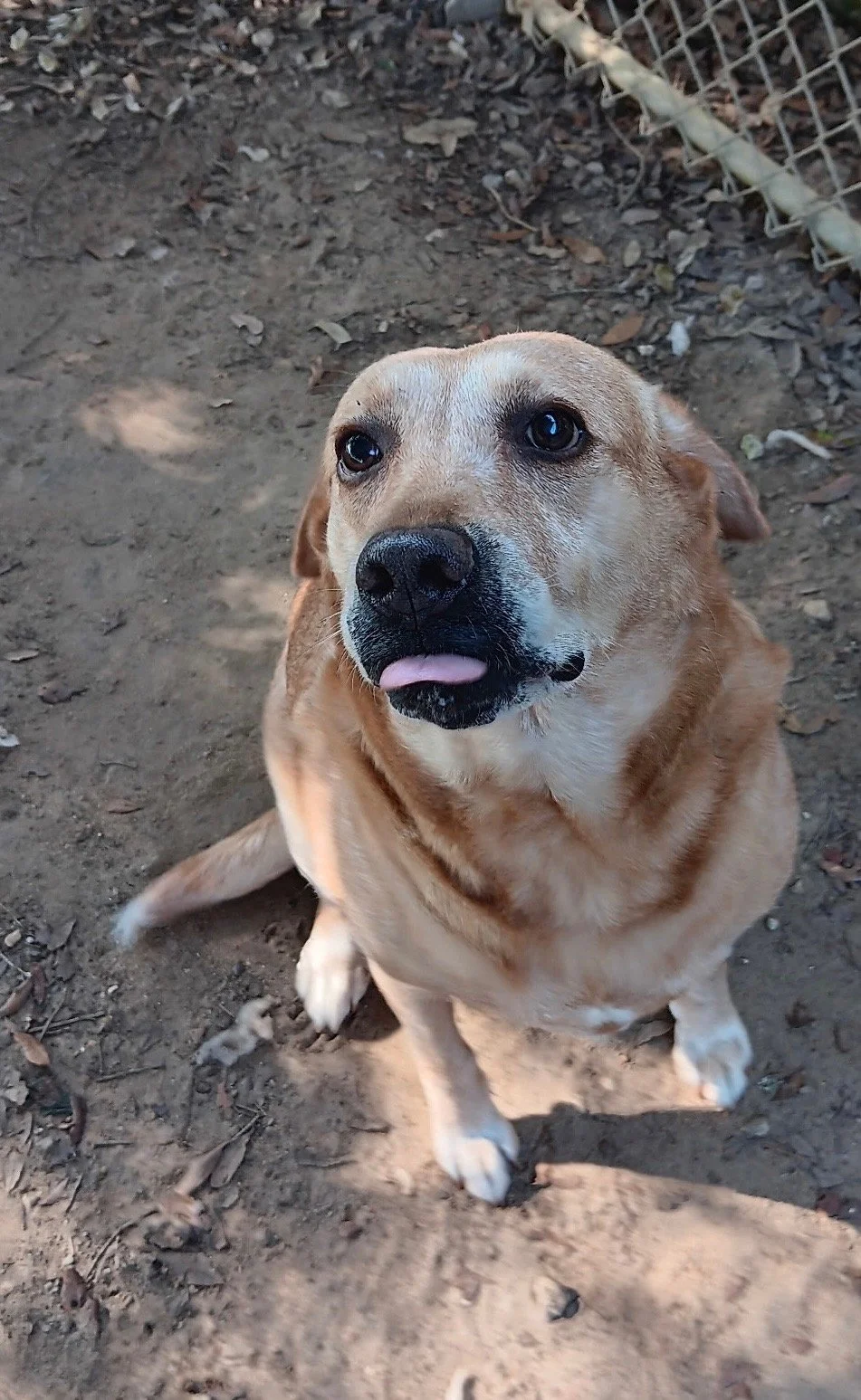 Mable 
7 years old
Female