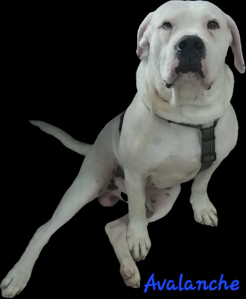 Avalanche
Male/Neutered 
2 years,2 months old