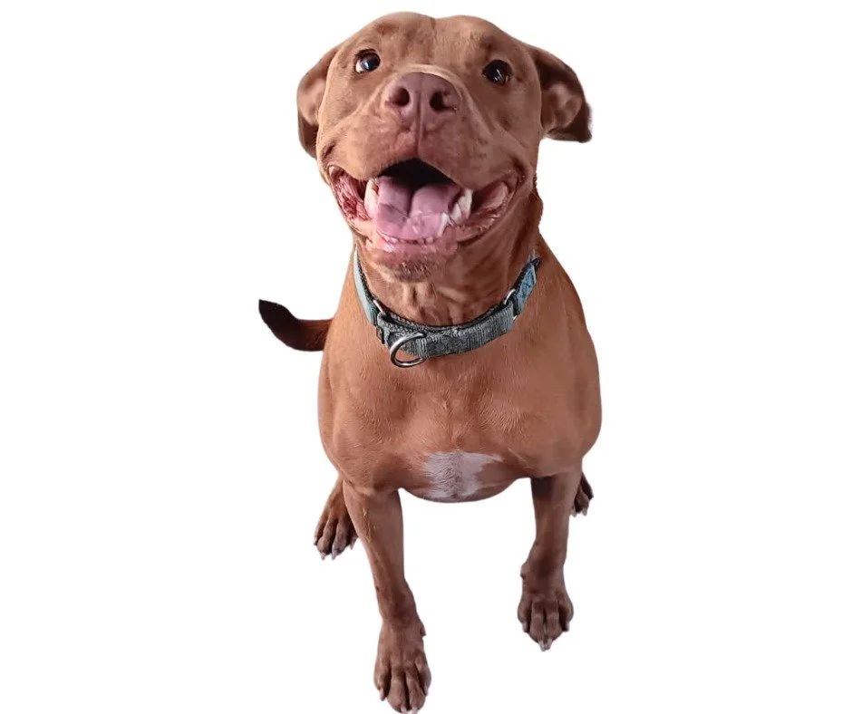 Macruff
Male/Neutered
3 years, 10 months old