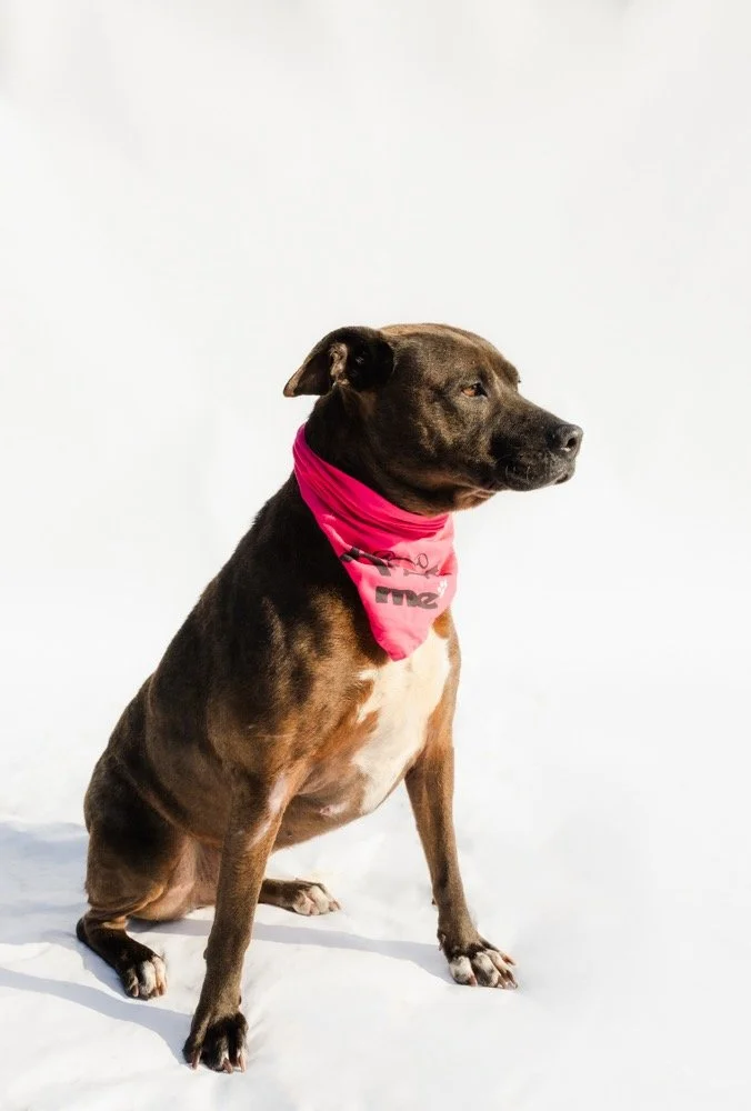 Lucy
Female/Spayed
3 years 2 months old
