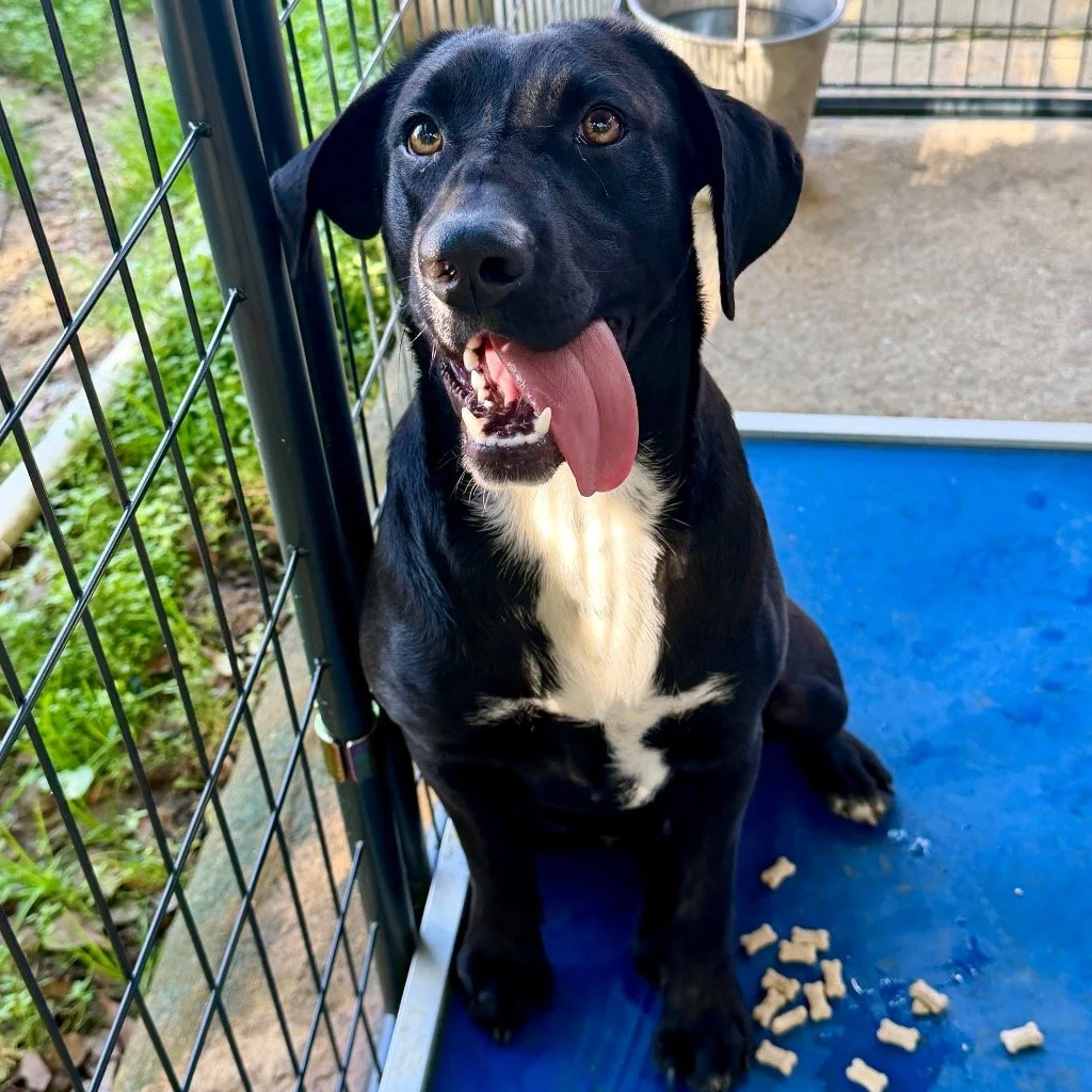 Lady
Female/Spayed 
1 year, 5 months old