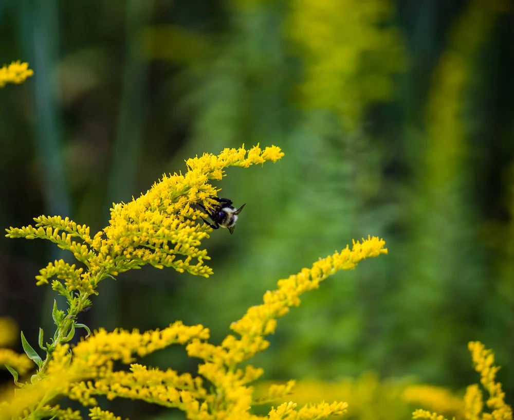 how-long-should-my-book-chapter-be-goldenrod-editorial-academic