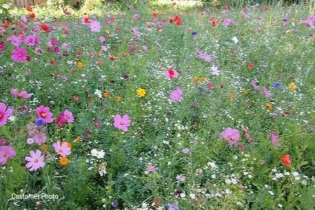 The Vermont Wildflower Farm