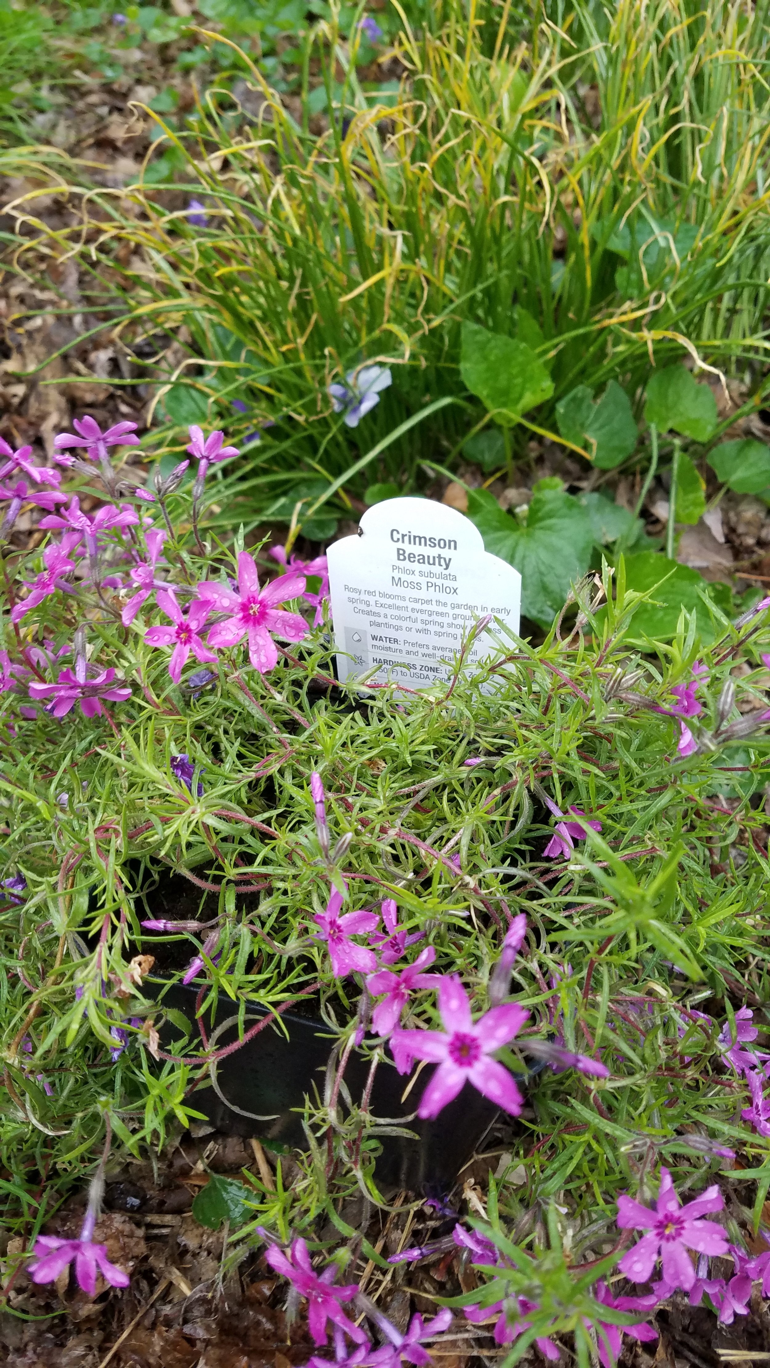 Phlox Will Grow In Shade, But May Not Flower (local nursery tip)
