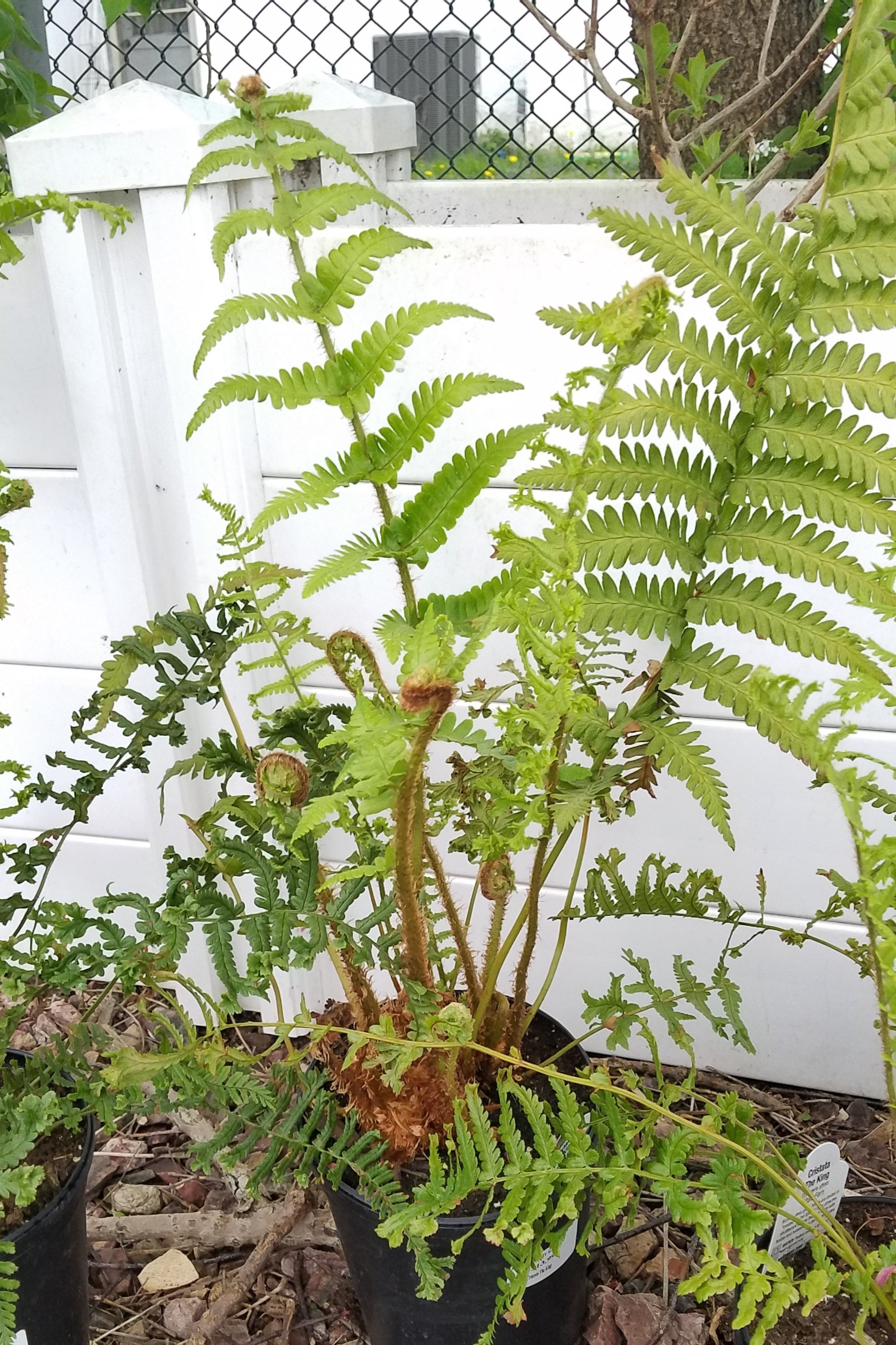 A Few Delightful Grownup Ferns To Add To My Bulbs