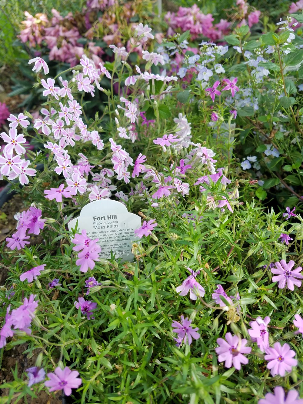 Phlox in Varying Shades