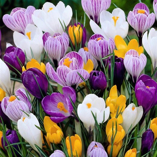 Crocuses - Image via Eden Brothers