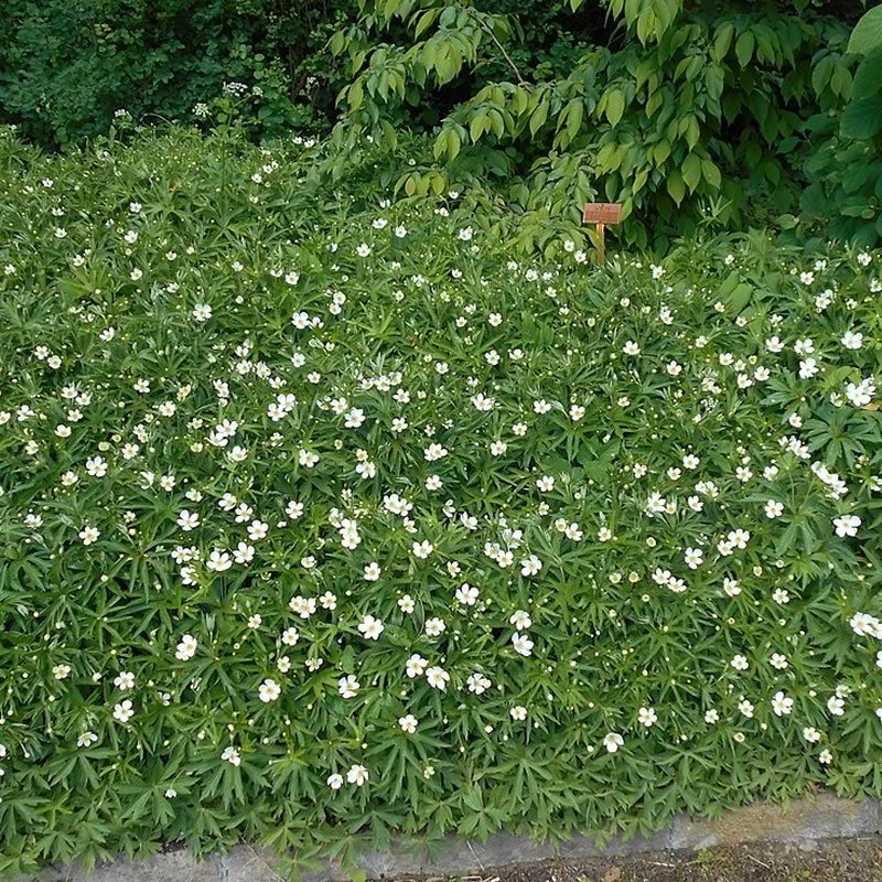 Anemone - Image via Friends of the Arboretum