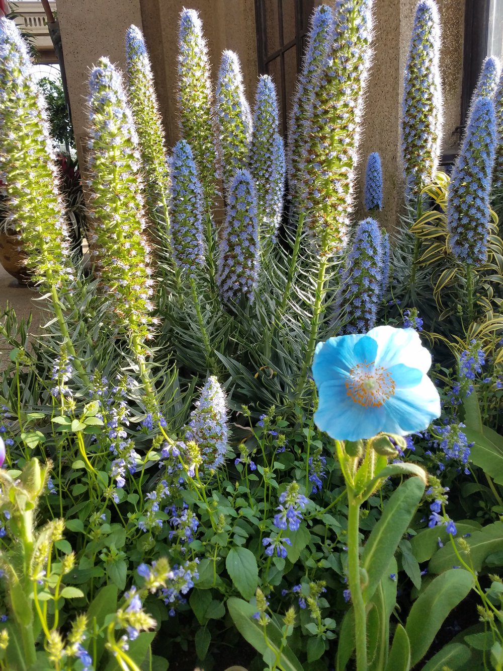 Blue Poppies On a Particularly Tough Day in 2019