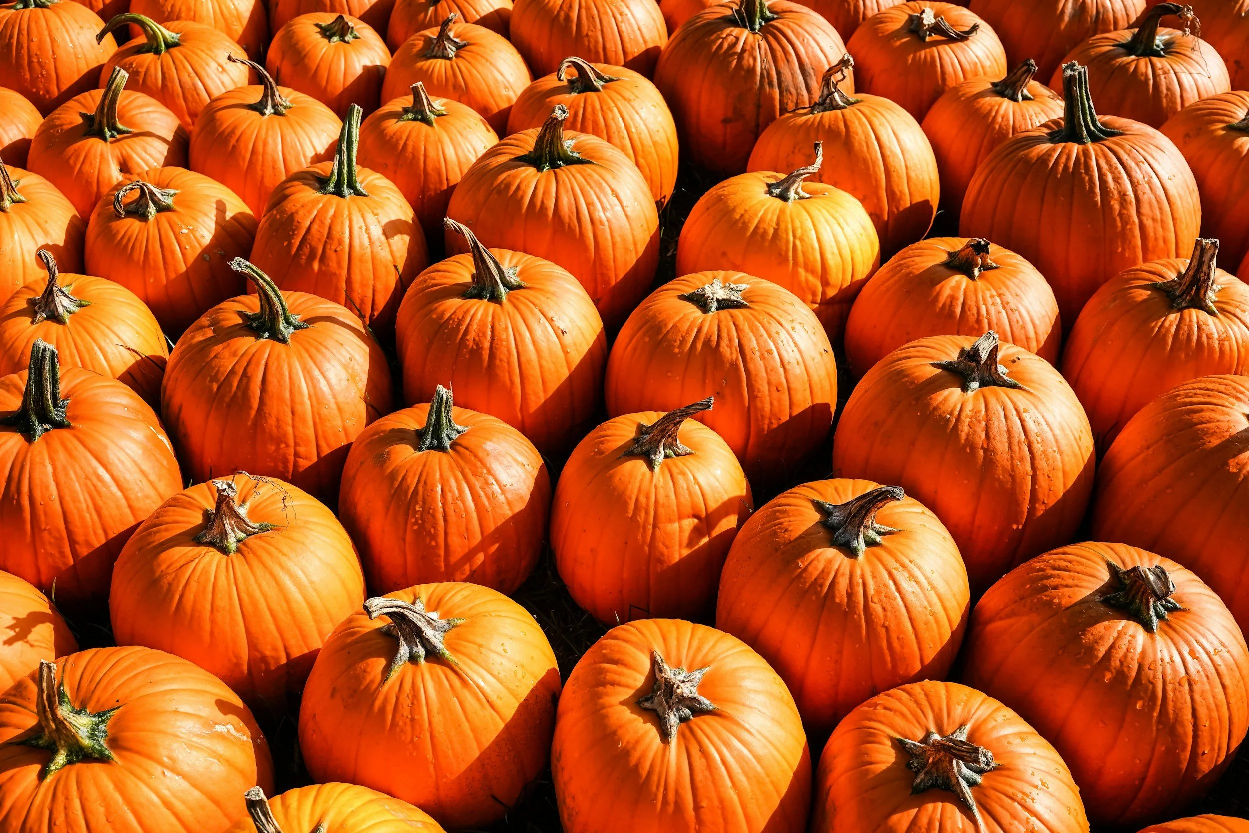 Foster & Adoptive Family Fall Fest