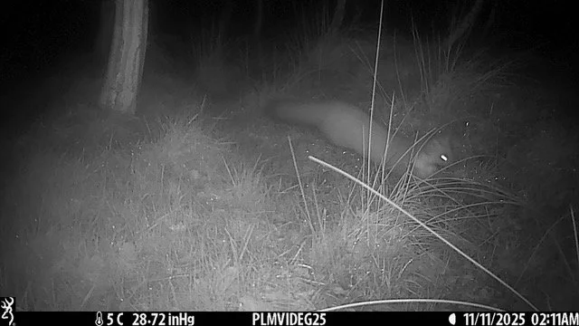 Endangered mammals find homes at Lofftwen