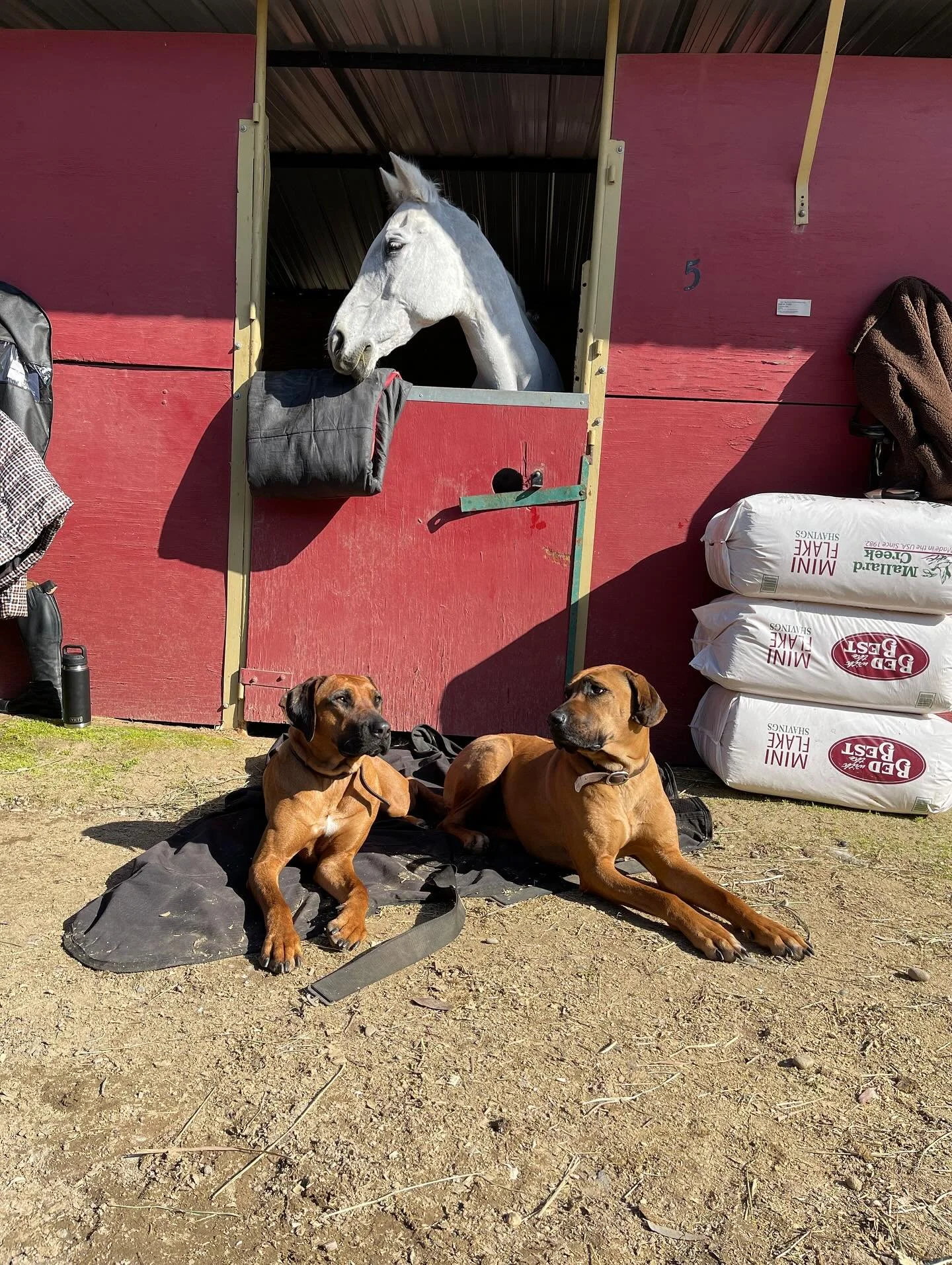 So much has happened while we were locked out of our Instagram for over a year&hellip;.geez!!! Love this pic of 2 of 6 of our dog pack and Asteria taken while showing at Ram Tap in Fresno this past January.  Who&rsquo;s going to Ram Tap November 13th