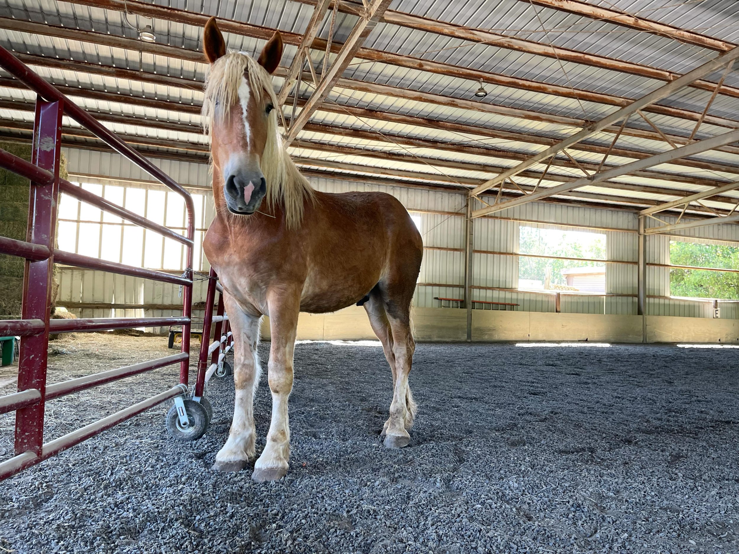 🍌🥞 ✨BANANA PANCAKES🍌🥞 ✨#twoyearolds #giantbaby #belgiandrafthorse #rescuehorsesofinstagram #gentlegiantsofinstagram