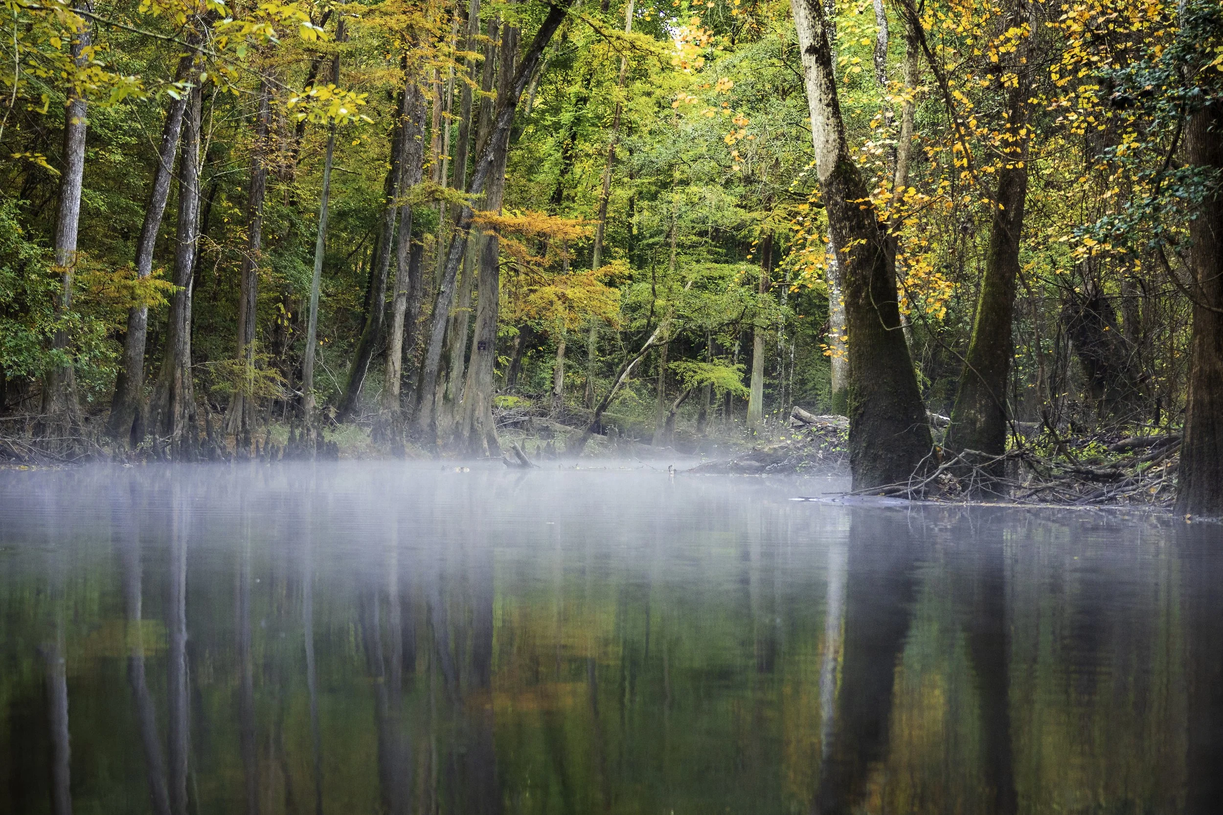 Early morning, Congaree National Park