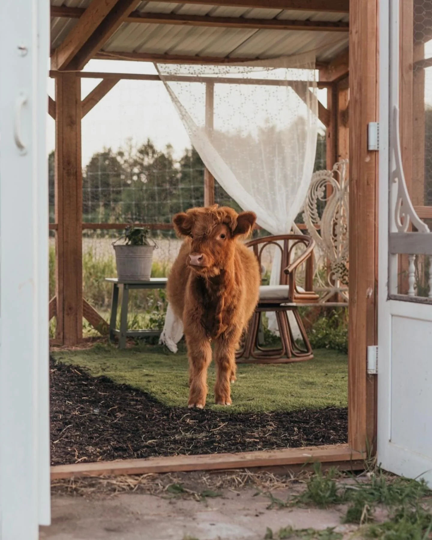 The most adorable mini sessions @kaminsfarmsanctuary with their baby animals are coming up fast June 28th!

These sweet little ones are growing quickly and are only this tiny for such a short time (parents and animal lovers- iykyk) ✨

Come make memor