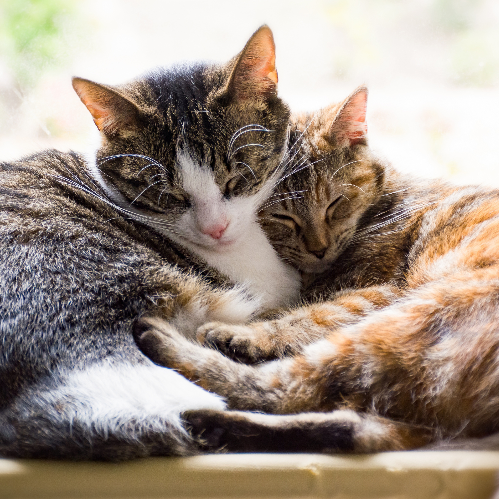 two cats cuddling