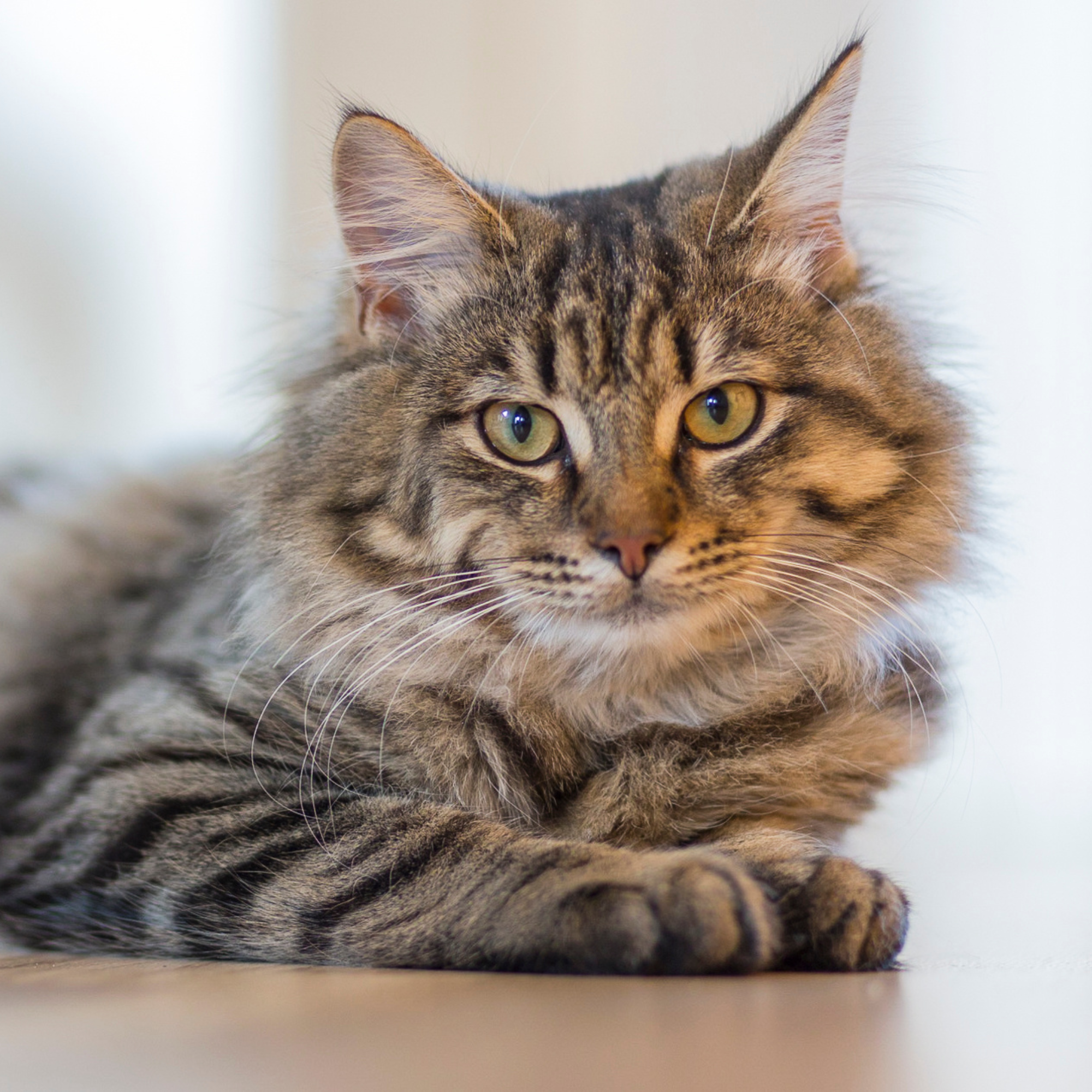 a striped fluffy cat
