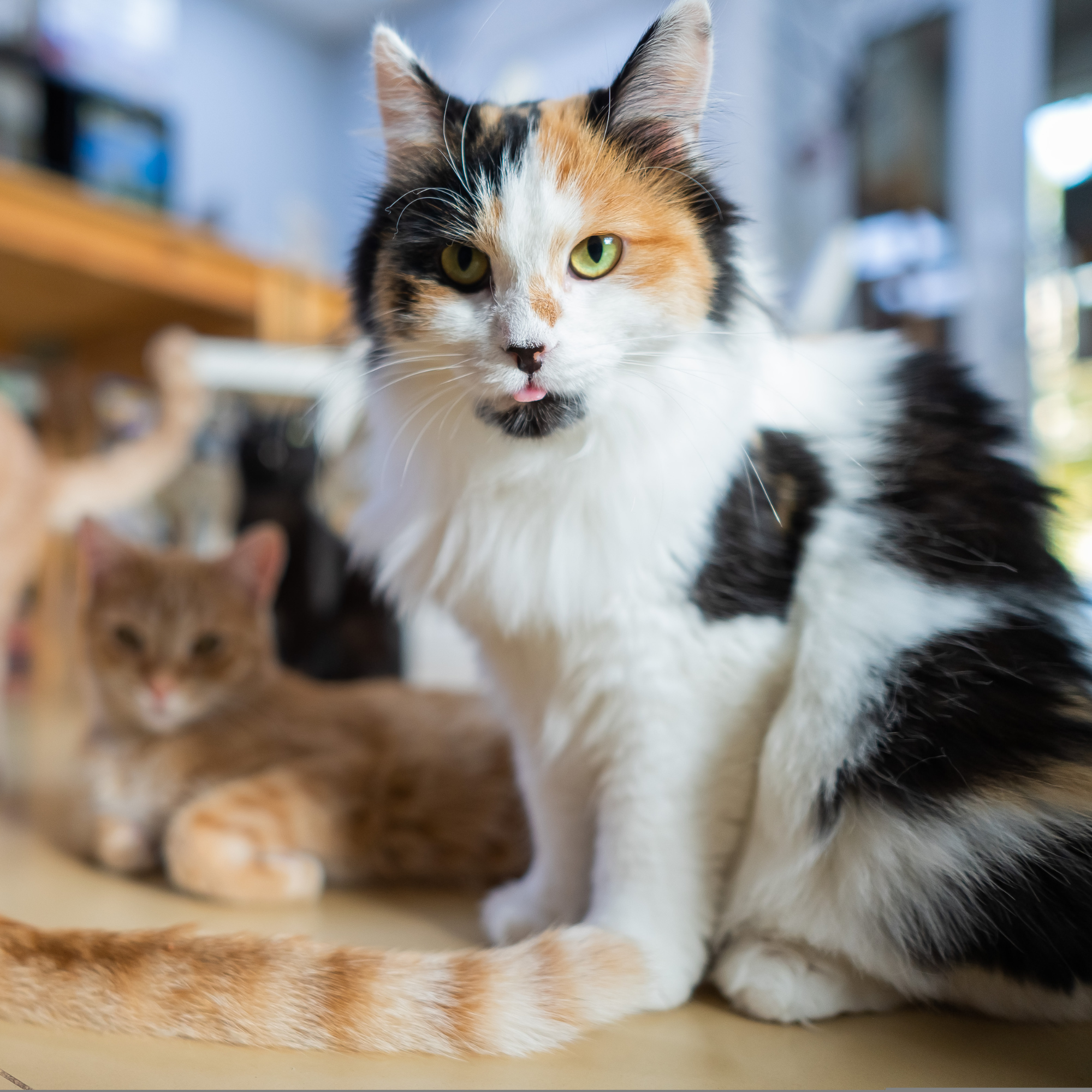 a fluffy calico cat with an out-of-focus orange cat in background