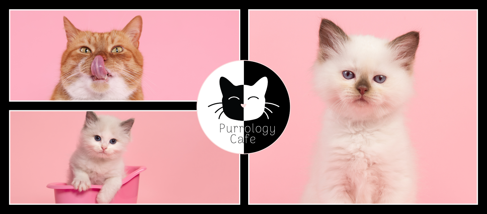 a banner graphic with three cute cats with a pink background with Purrology logo in the center