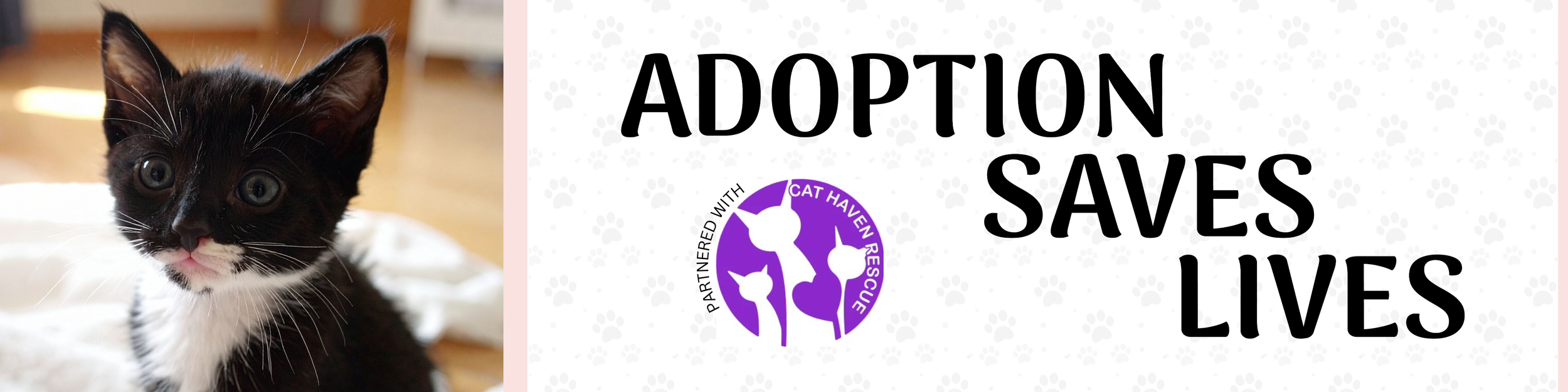 picture of a cat with adoption saves lives and the cat haven logo on a graphic banner
