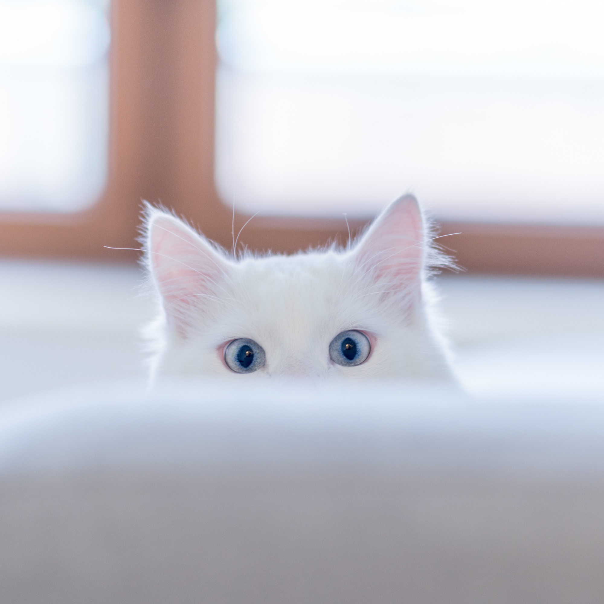 a white cat with blue eyes playing peek-a-boo