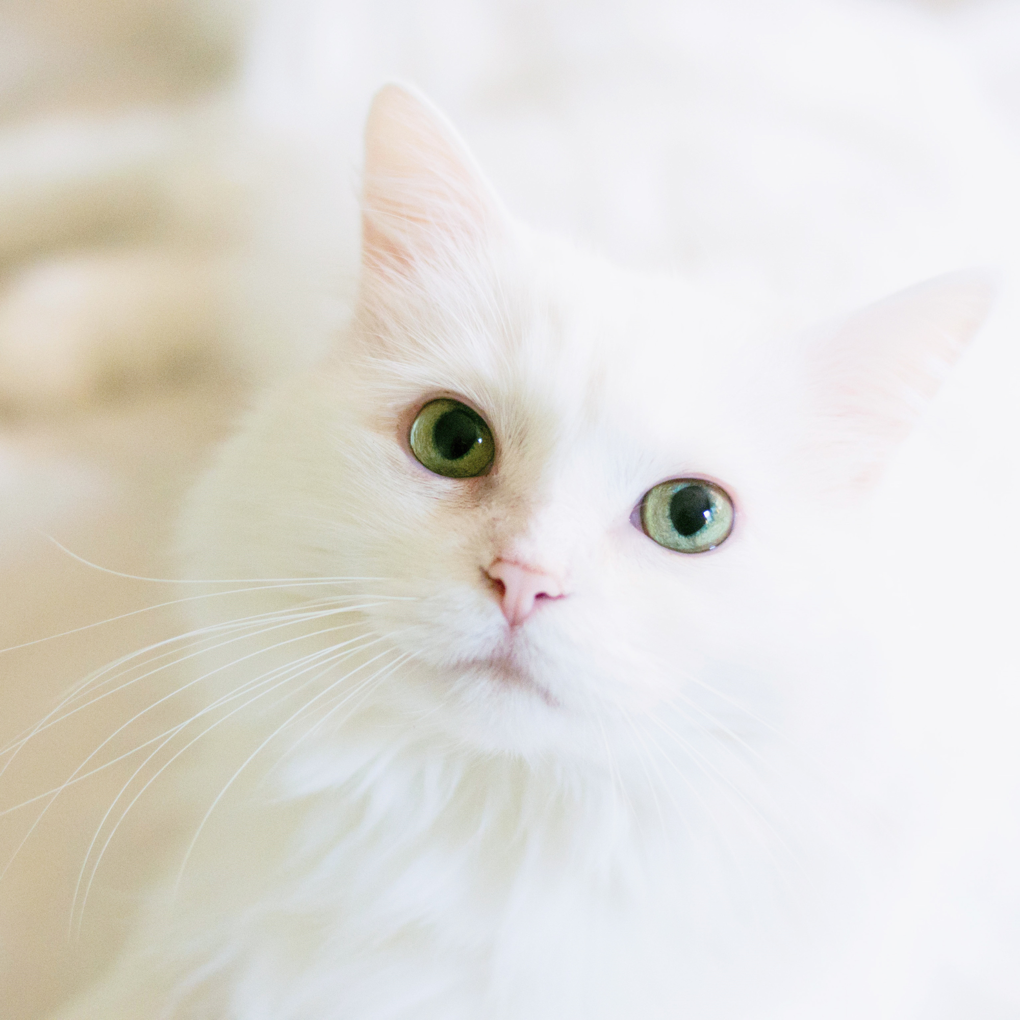 white fluffy cat
